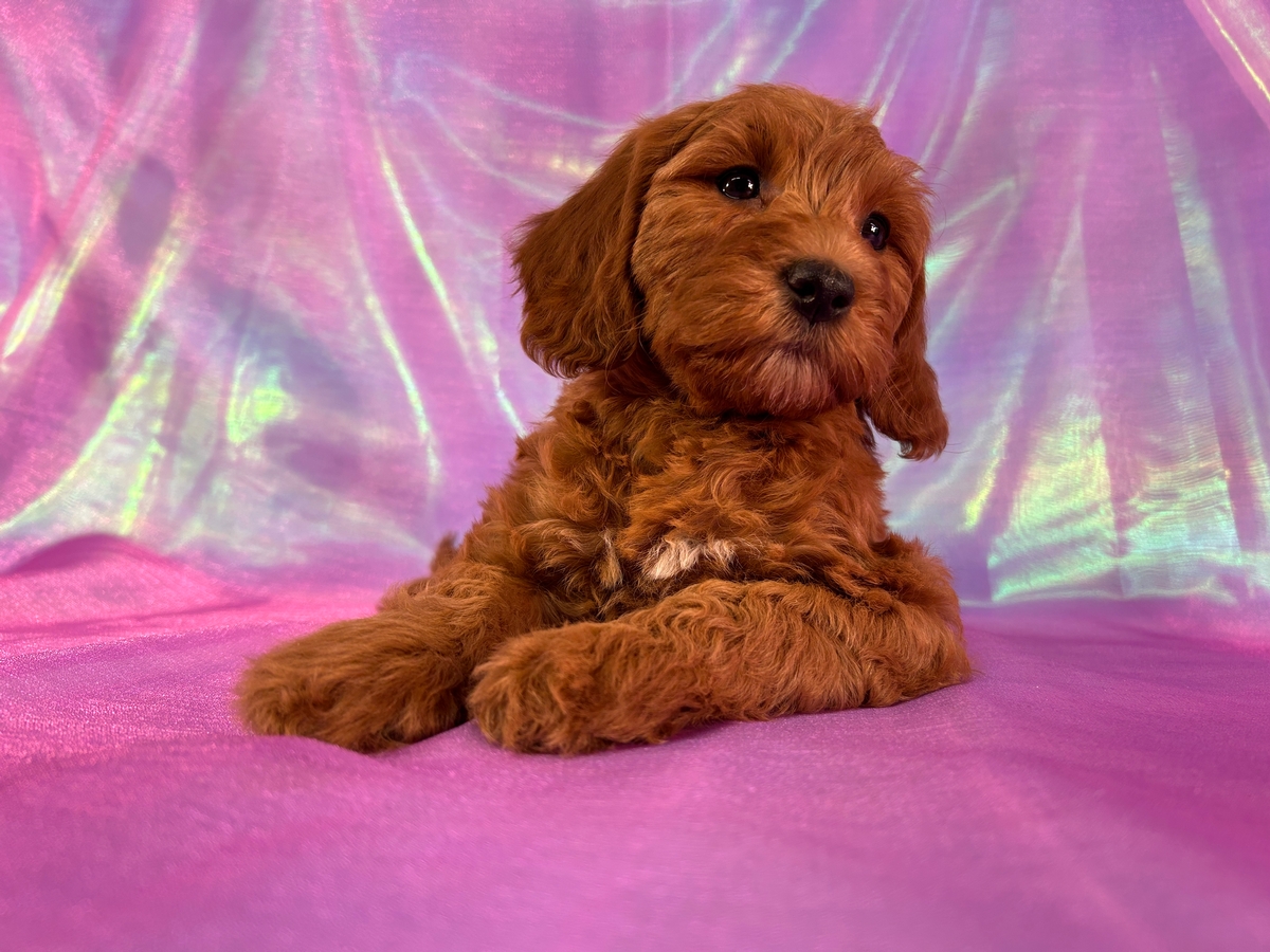 Dark Red Female Miniature Golden Doodle Puppy for Sale DOB 12-21-2025 $1200